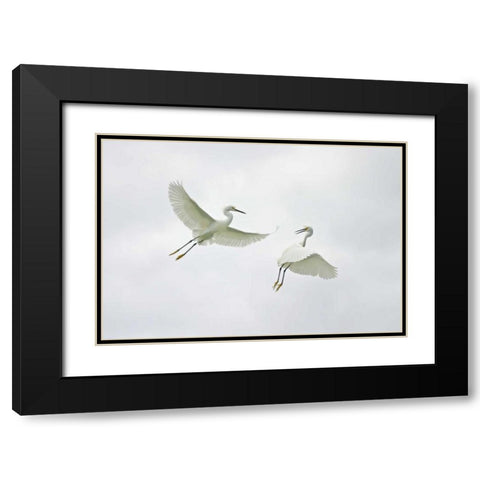FL, Sanibel Snowy egrets engage in fighting Black Modern Wood Framed Art Print with Double Matting by Morris, Arthur