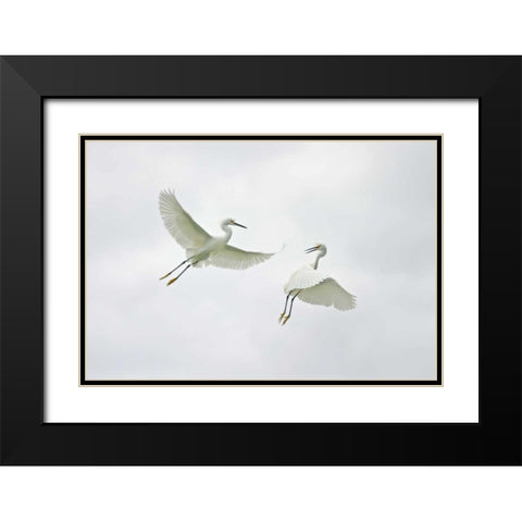 FL, Sanibel Snowy egrets engage in fighting Black Modern Wood Framed Art Print with Double Matting by Morris, Arthur