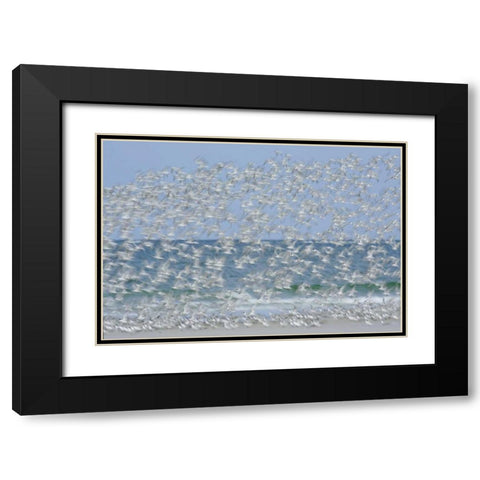 FL, Fort De Soto Park White blur of terns Black Modern Wood Framed Art Print with Double Matting by Morris, Arthur