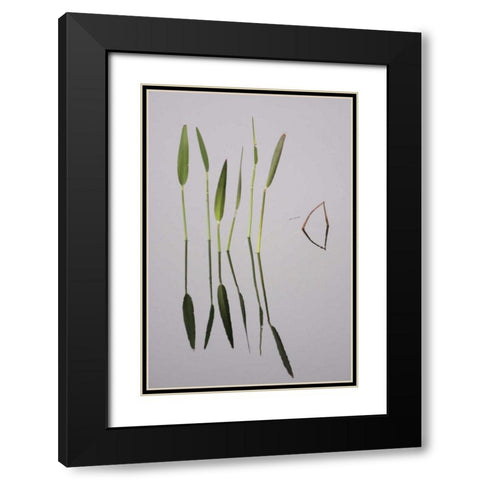 FL, Melbourne Water plants in the Viera Wetlands Black Modern Wood Framed Art Print with Double Matting by Morris, Arthur