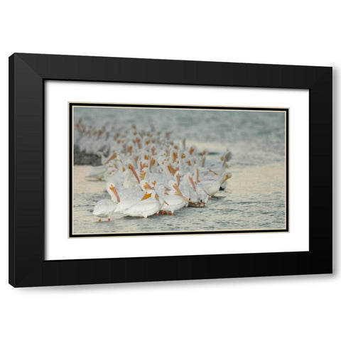 Florida, PlacidaWhite pelicans on sandbar Black Modern Wood Framed Art Print with Double Matting by Morris, Arthur