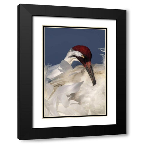 FL, Lake Kissimmee Whooping crane preening Black Modern Wood Framed Art Print with Double Matting by Morris, Arthur