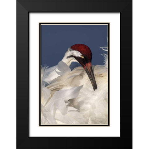 FL, Lake Kissimmee Whooping crane preening Black Modern Wood Framed Art Print with Double Matting by Morris, Arthur
