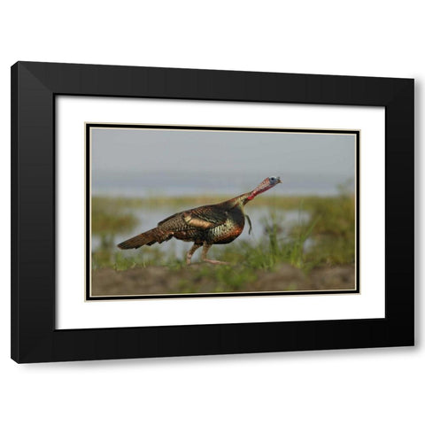 FL Wild turkey charging at a threat Black Modern Wood Framed Art Print with Double Matting by Morris, Arthur
