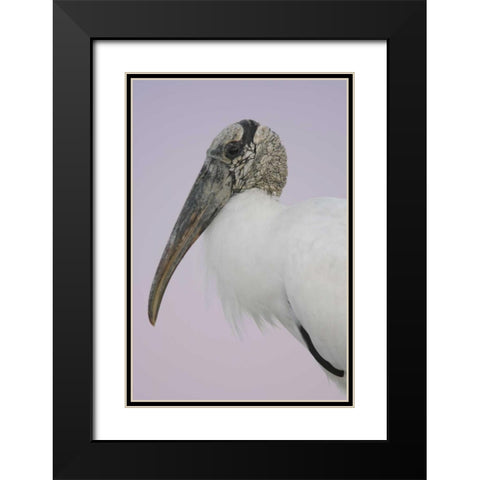 FL, Fort De Soto Park Pre-dawn flash Wood stork Black Modern Wood Framed Art Print with Double Matting by Morris, Arthur