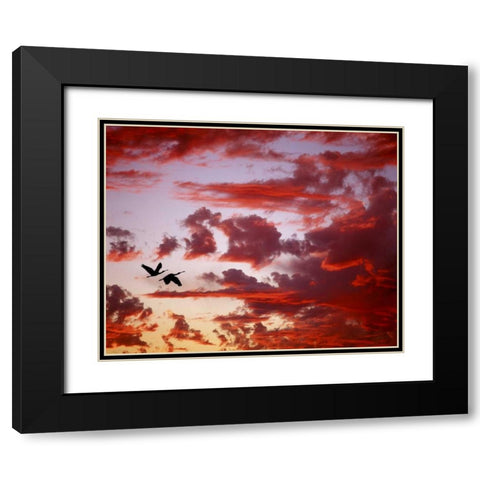 FL, Tampa Bay Silhouette of roseate spoonbills Black Modern Wood Framed Art Print with Double Matting by Zuckerman, Jim
