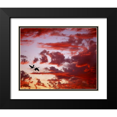 FL, Tampa Bay Silhouette of roseate spoonbills Black Modern Wood Framed Art Print with Double Matting by Zuckerman, Jim