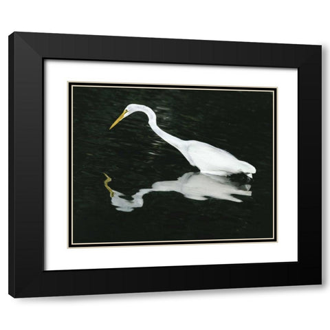 FL, Ding Darling NWR Great egret hunting Black Modern Wood Framed Art Print with Double Matting by Zuckerman, Jim