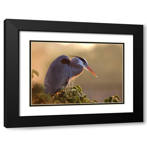 FL, Wakodahatchee Great blue heron on a tree Black Modern Wood Framed Art Print with Double Matting by Zuckerman, Jim