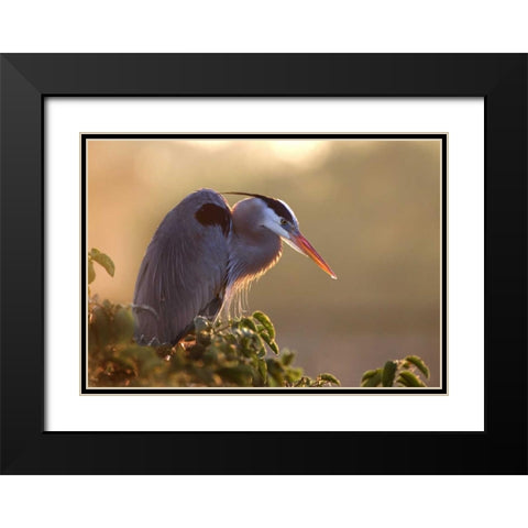 FL, Wakodahatchee Great blue heron on a tree Black Modern Wood Framed Art Print with Double Matting by Zuckerman, Jim