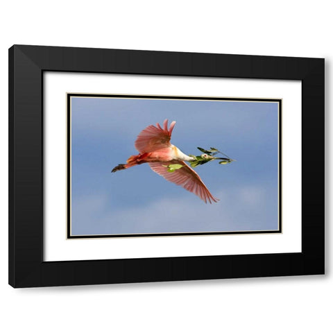 FL, Tampa Bay Roseate spoonbill in flight Black Modern Wood Framed Art Print with Double Matting by Zuckerman, Jim