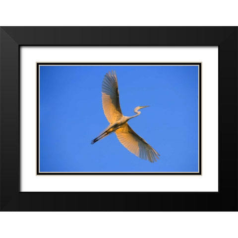 FL, St Augustine Great egret in flight at sunset Black Modern Wood Framed Art Print with Double Matting by Zuckerman, Jim
