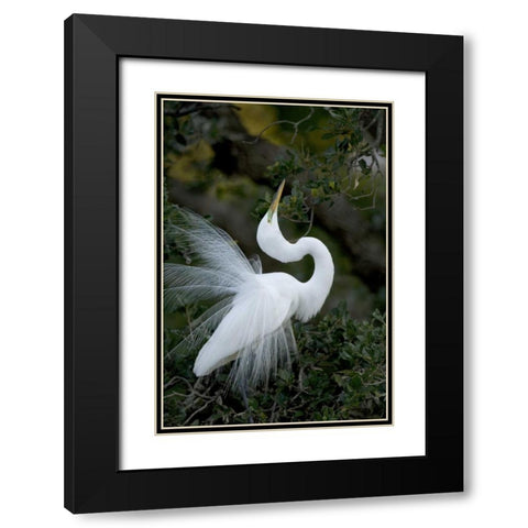 FL, St Augustine Great egret sky pointing Black Modern Wood Framed Art Print with Double Matting by Zuckerman, Jim