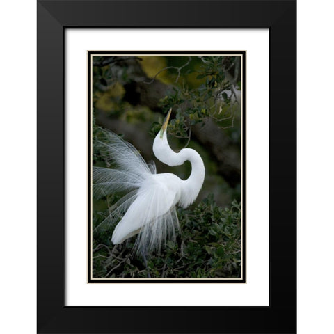 FL, St Augustine Great egret sky pointing Black Modern Wood Framed Art Print with Double Matting by Zuckerman, Jim