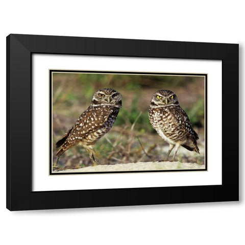 FL, Sanibel Island Burrowing owls pair by burrow Black Modern Wood Framed Art Print with Double Matting by Welling, Dave