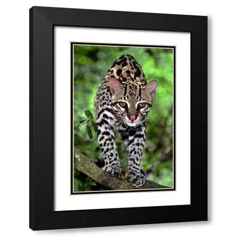 Florida Ocelot cub on log at Big Cat Rescue Black Modern Wood Framed Art Print with Double Matting by Welling, Dave