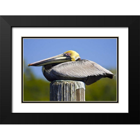FL, Everglades City, Roosting brown pelican Black Modern Wood Framed Art Print with Double Matting by Lord, Fred