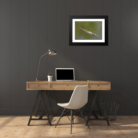 FL, Everglades NP American alligator swimming Black Modern Wood Framed Art Print with Double Matting by Lord, Fred
