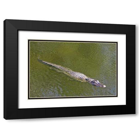 FL, Everglades NP American alligator swimming Black Modern Wood Framed Art Print with Double Matting by Lord, Fred