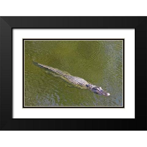 FL, Everglades NP American alligator swimming Black Modern Wood Framed Art Print with Double Matting by Lord, Fred