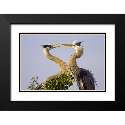 FL, Venice, Great blue herons greet in rookery Black Modern Wood Framed Art Print with Double Matting by Lord, Fred