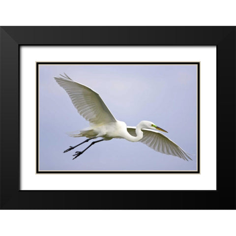 FL, Venice Great egret flying at Venice Rookery Black Modern Wood Framed Art Print with Double Matting by Lord, Fred
