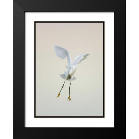 FL, Ft Meyers Beach Snowy egret landing at dawn Black Modern Wood Framed Art Print with Double Matting by Morris, Arthur