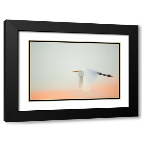 FL, South Venice, Great egret flying at sunrise Black Modern Wood Framed Art Print with Double Matting by Morris, Arthur