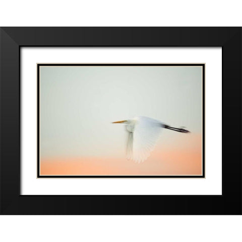FL, South Venice, Great egret flying at sunrise Black Modern Wood Framed Art Print with Double Matting by Morris, Arthur