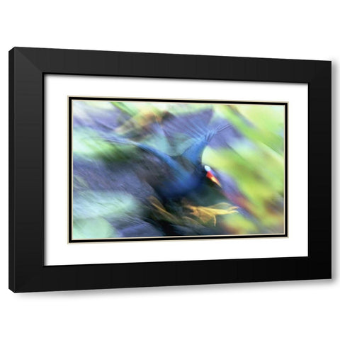 FL, Everglades NP Abstract of purple gallinule Black Modern Wood Framed Art Print with Double Matting by Morris, Arthur