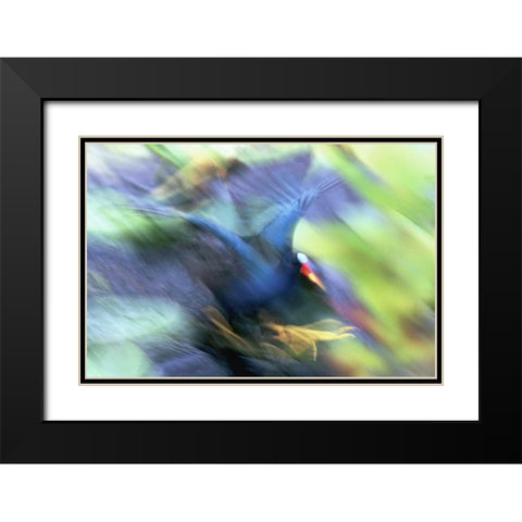 FL, Everglades NP Abstract of purple gallinule Black Modern Wood Framed Art Print with Double Matting by Morris, Arthur