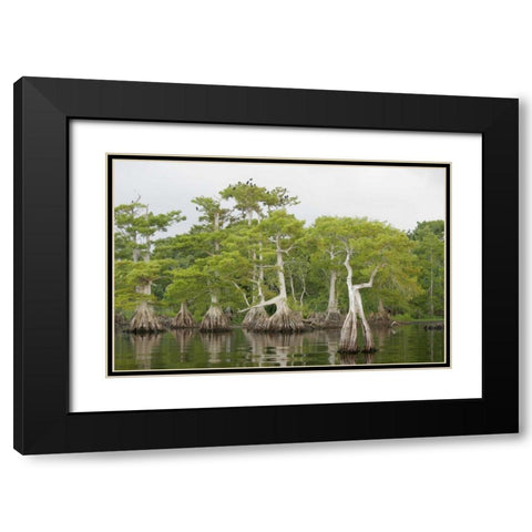 FL, Blue Cypress Lake Cypress trees with birds Black Modern Wood Framed Art Print with Double Matting by Morris, Arthur