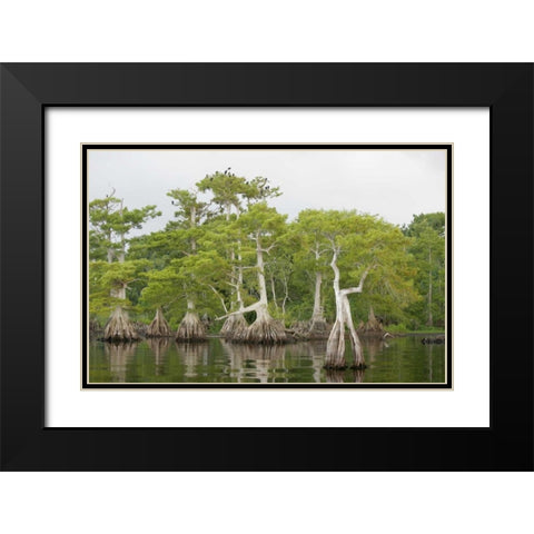 FL, Blue Cypress Lake Cypress trees with birds Black Modern Wood Framed Art Print with Double Matting by Morris, Arthur
