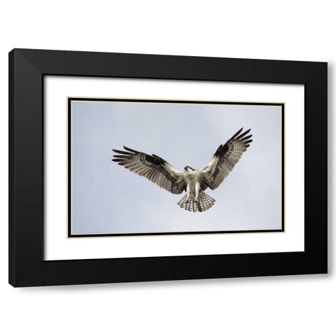 FL, Blue Cypress Lake Osprey hovering in sky Black Modern Wood Framed Art Print with Double Matting by Morris, Arthur
