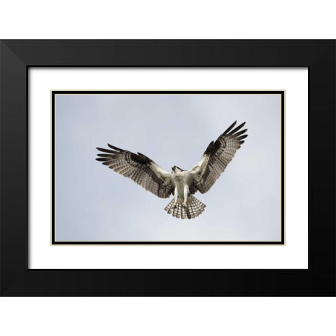 FL, Blue Cypress Lake Osprey hovering in sky Black Modern Wood Framed Art Print with Double Matting by Morris, Arthur