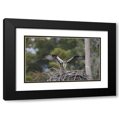 Florida, Blue Cypress Lake Osprey on its nest Black Modern Wood Framed Art Print with Double Matting by Morris, Arthur