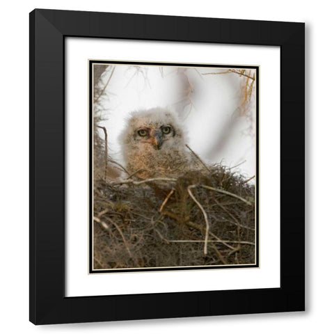 FL, Boynton Beach Nesting great horned owl chick Black Modern Wood Framed Art Print with Double Matting by Williams, Joanne
