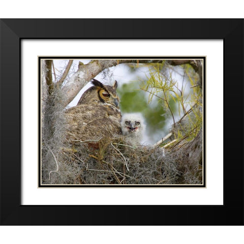 FL, Boynton Beach Great horned owl and chick Black Modern Wood Framed Art Print with Double Matting by Williams, Joanne