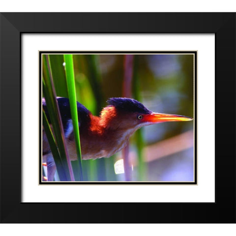 FL, Least bittern male in Wakodahatchee Wetlands Black Modern Wood Framed Art Print with Double Matting by Williams, Joanne