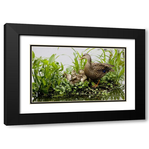 FL, Delray Beach Mottled duck parent and chicks Black Modern Wood Framed Art Print with Double Matting by Williams, Joanne