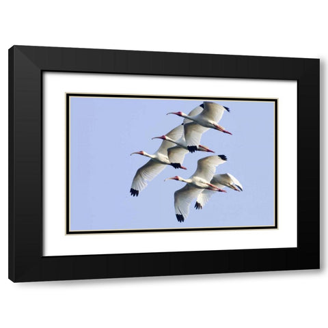 USA, Florida, Everglades NP Flying ibises Black Modern Wood Framed Art Print with Double Matting by Williams, Joanne