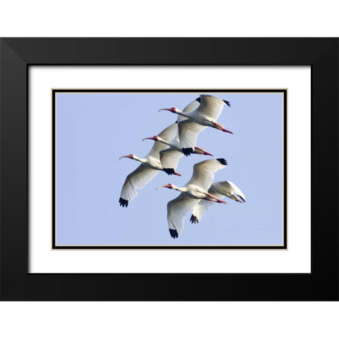 USA, Florida, Everglades NP Flying ibises Black Modern Wood Framed Art Print with Double Matting by Williams, Joanne