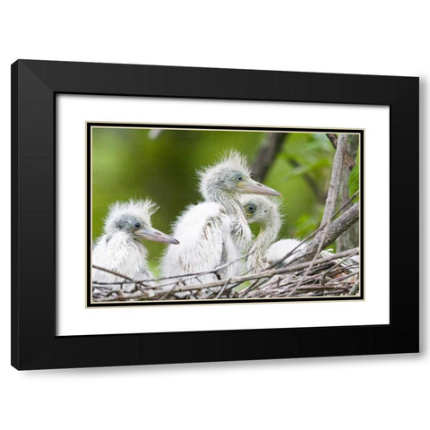FL, Everglades NP Little blue heron chicks Black Modern Wood Framed Art Print with Double Matting by Williams, Joanne