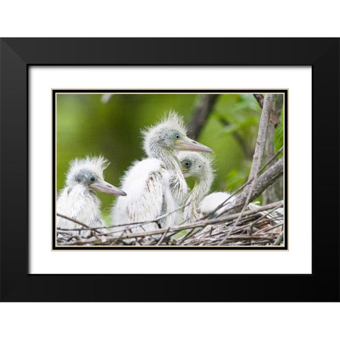 FL, Everglades NP Little blue heron chicks Black Modern Wood Framed Art Print with Double Matting by Williams, Joanne
