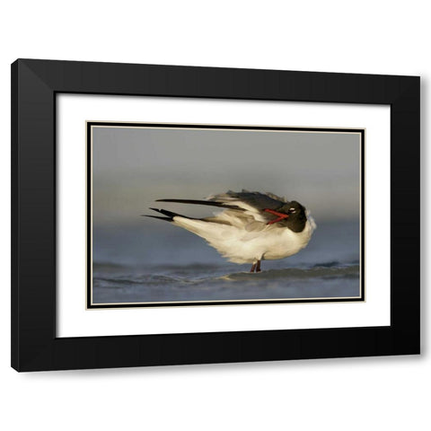 FL, Fort De Soto Park Laughing gull preens Black Modern Wood Framed Art Print with Double Matting by Morris, Arthur