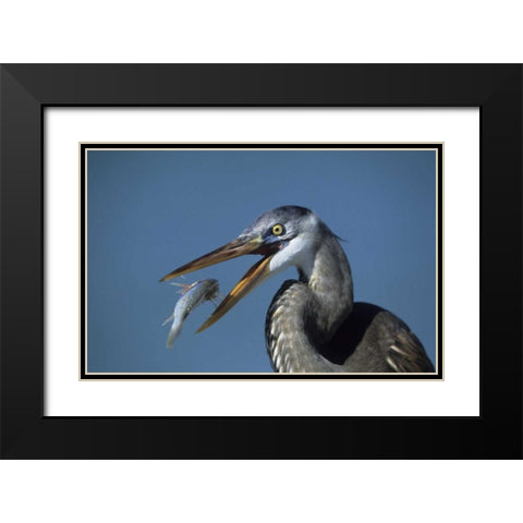 FL, Ft DeSoto Beach Great blue heron with fish Black Modern Wood Framed Art Print with Double Matting by Williams, Joanne
