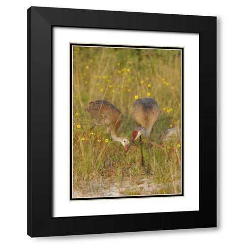 FL, Parent feeds sandhill crane chick a mayfly Black Modern Wood Framed Art Print with Double Matting by Morris, Arthur