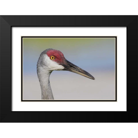 FL Sandhill crane adult with sand on bill Black Modern Wood Framed Art Print with Double Matting by Morris, Arthur