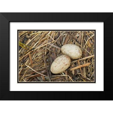 FL, Indian Lake Estates Sandhill crane eggs Black Modern Wood Framed Art Print with Double Matting by Morris, Arthur