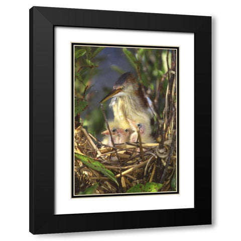 FL, Keenansville Least bittern and chicks Black Modern Wood Framed Art Print with Double Matting by Williams, Joanne